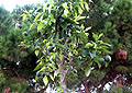 Пинеда де Мар, мандариновое дерево